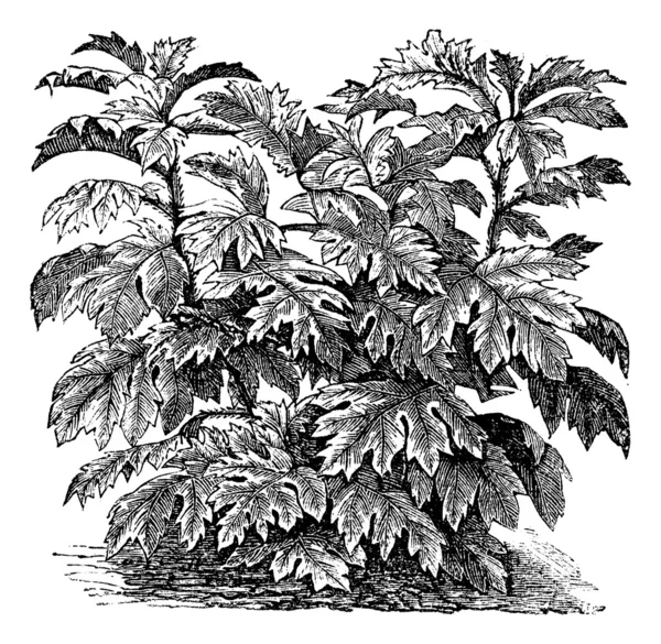 Ornamental nightshade (S. Warscewiczii) or Solanum bulbocastanum — Stock Vector