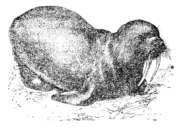 Walross oder Seepferdchen, Vintage-Gravur — Stockvektor