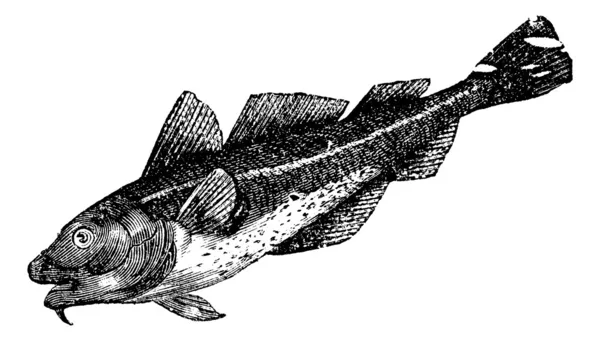 鳕鱼美国 （美国治下的 morrhua)，老式的雕刻 — 图库矢量图片