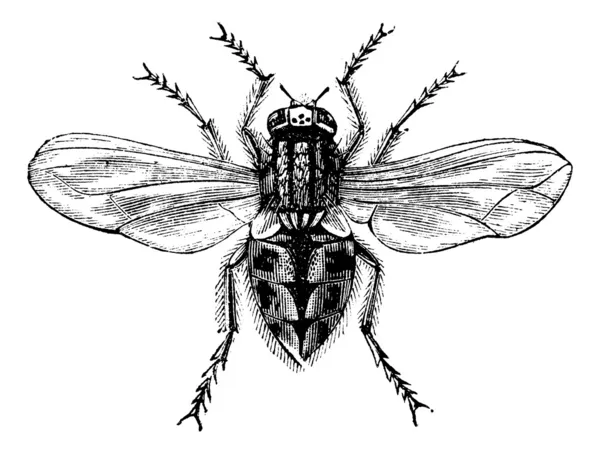 Μύγα (musca domestica) ή κοινή μύγα, μεγεθύνονται, vintag — Διανυσματικό Αρχείο