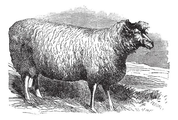 Leicester ovce nebo bakewell leicester, vintage gravírování — Stockový vektor
