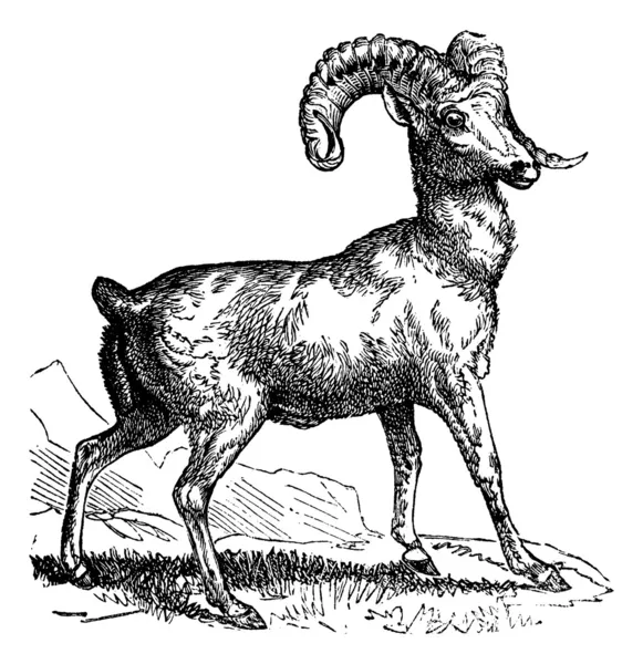 Kayalık dağ koyunu (ovis montana) veya bighorn koyun, vintage en — Stok Vektör