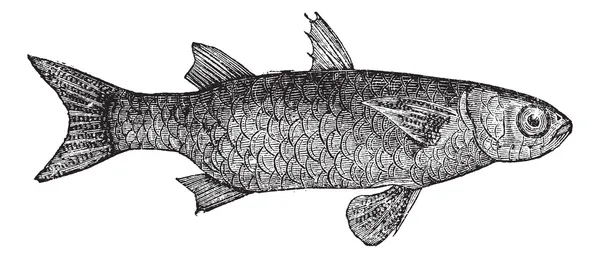 숭 어 (mugil lineatus) 줄무늬 또는 납작한 숭 어 생선, 빈티지 — 스톡 벡터