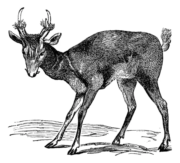 Wspólne Mundżak (cervulus vaginalis) lub szczekanie jelenia, vintage eng — Wektor stockowy