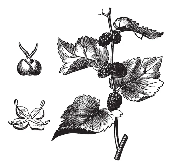 Schwarze Maulbeere (morus nigra), Vintage-Gravur — Stockvektor