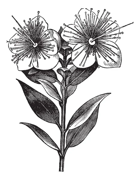 Myrtle o Myrtus communis, ilustración grabada vintage — Vector de stock
