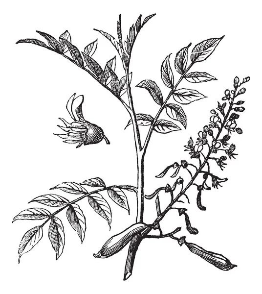 Perú Bálsamo o Myroxylon peruiferum, ilustraciones grabadas vintage — Vector de stock