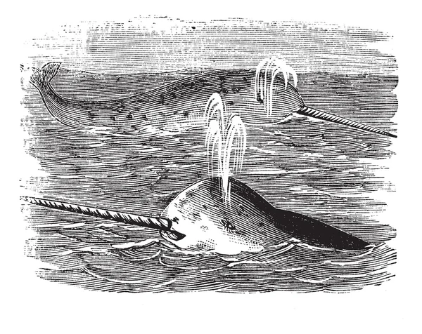 Boynuzlu balina veya monodon Tekboynuz, vintage kazınmış şekil — Stok Vektör