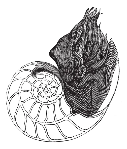 Chambered nautilus eller nautilus pompilius, vintage graverade Ilus — Stock vektor