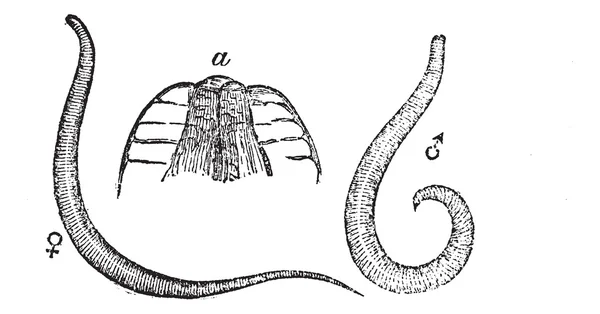 Lombriz espinosa o lombriz roscada o lombriz de asiento o Enterobius vermicularis, vi — Archivo Imágenes Vectoriales