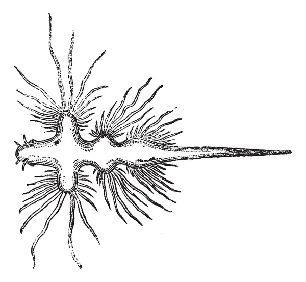 바다 민 달팽이 또는 Nudibranch, 빈티지 새겨진 그림 — 스톡 벡터