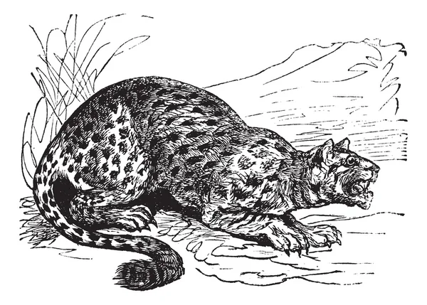 Oncilla 또는 작은 고양이 또는 Tigrillo 또는 Cunaguaro 또는 호랑이 발견 — 스톡 벡터
