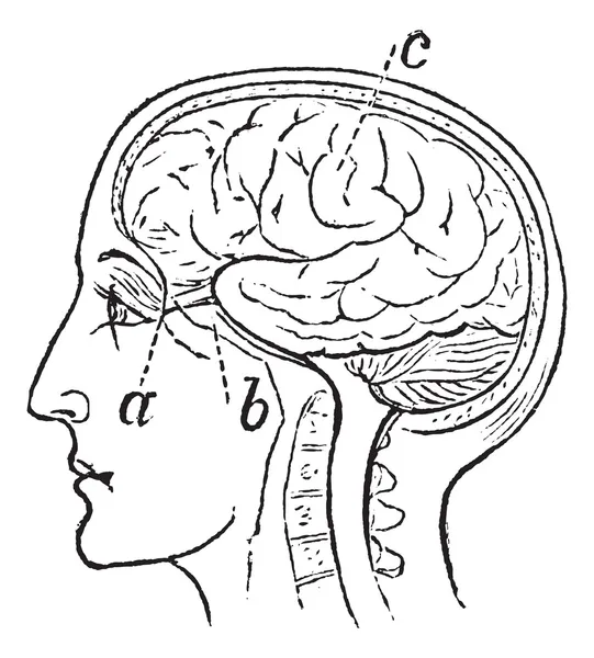 Optic Nerve, vintage engraved illustration — Stock Vector