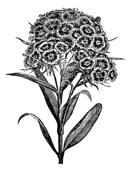 Nejlika Barbu (Dianthus barbatus) eller Sweet William. Vintage sv — Stock vektor