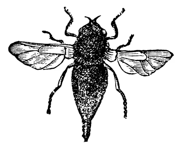 Gasterophilus oder Pferdebot fliegen Oldtimer-Gravur — Stockvektor
