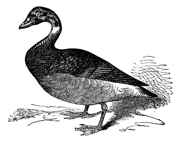 De brent goose of branta bernicla, vintage gravure — Stockvector