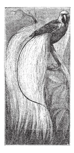 Изумрудная райская птица или Paradisaea apoda, винтажная гравировка — стоковый вектор