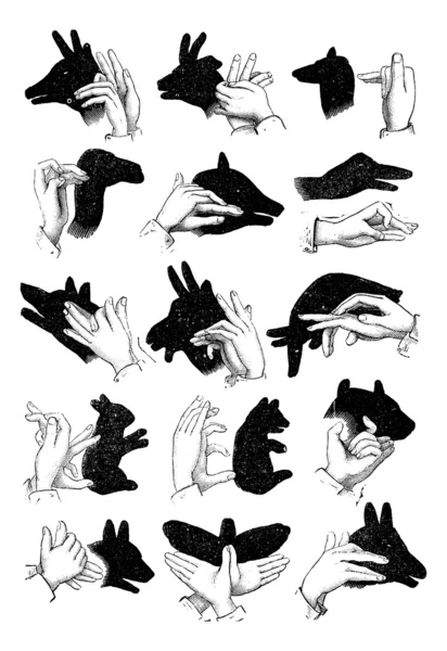 Shadows of the hand. - Reindeer, chamois, sheep, camel, pig, goo — Stock Vector
