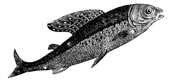 Arktik grayling atau Thymallus arcticus, Shadow Spotted atau Thymall - Stok Vektor