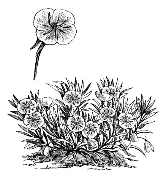 Oenothera missouriensis o Missouri Sera Primrose o Ozark Su — Vettoriale Stock