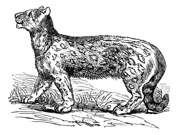 Leopardo de la nieve, Uncia uncia, Leopardus uncia o Panthera uncia, vi — Archivo Imágenes Vectoriales