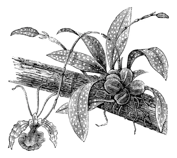 Farfalla Oncidium o Oncidium Papilio, incisione vintage — Vettoriale Stock