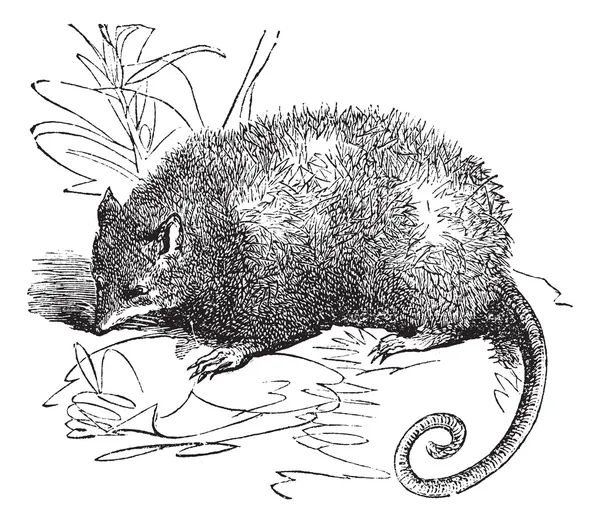 Opossum або Didelphis віргінський, vintage гравіювання — стоковий вектор