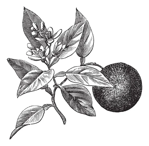 Orange douce ou Citrus aurantium, isolé sur blanc, vintage eng — Image vectorielle