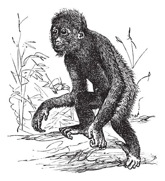 Orangutan или Pithecus satyrus, винтажная гравировка — стоковый вектор