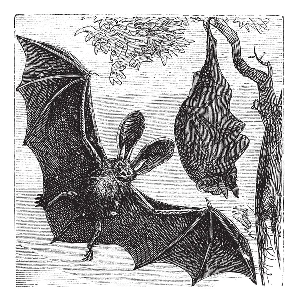 Murciélago marrón de orejas largas o murciélago común de orejas largas, Plecotus auritus , — Archivo Imágenes Vectoriales
