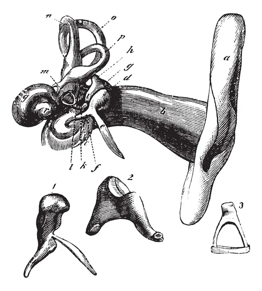 Insan kulak anatomisi. antika gravür — Stok Vektör