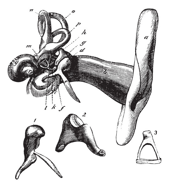 Human ear anatomy. vintage engraving