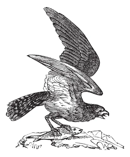 奥斯普瑞草坡的美国，pandion carolinensis、 渔鹰或海上鹰, — 图库矢量图片