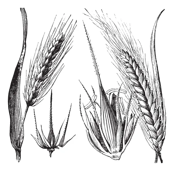 Cebada común u Hordeum vulgare, Bisagra de cebada u Hordeum distic — Vector de stock