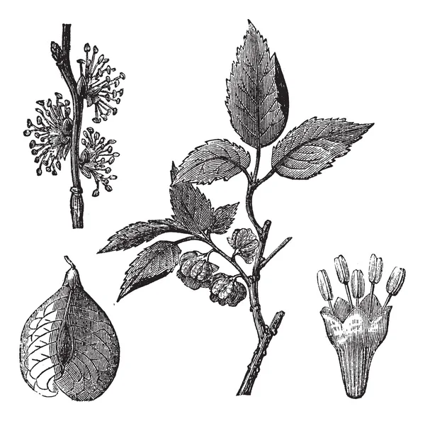 Elm or Ulmus campestris, vintage engraving — Stock Vector