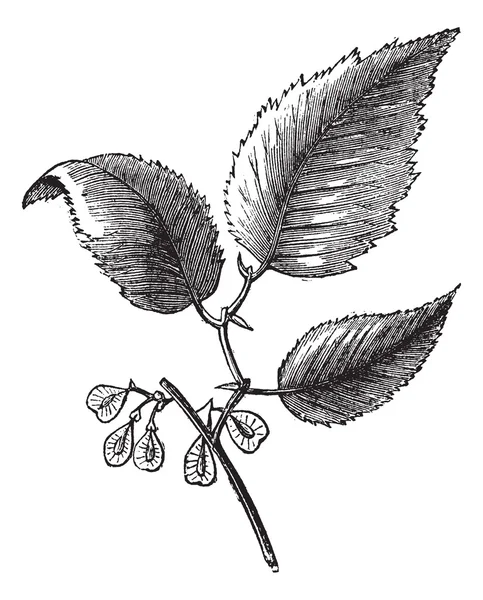 Slippery elm atau Ulmus fulva, terisolasi pada putih, engravin vintage - Stok Vektor
