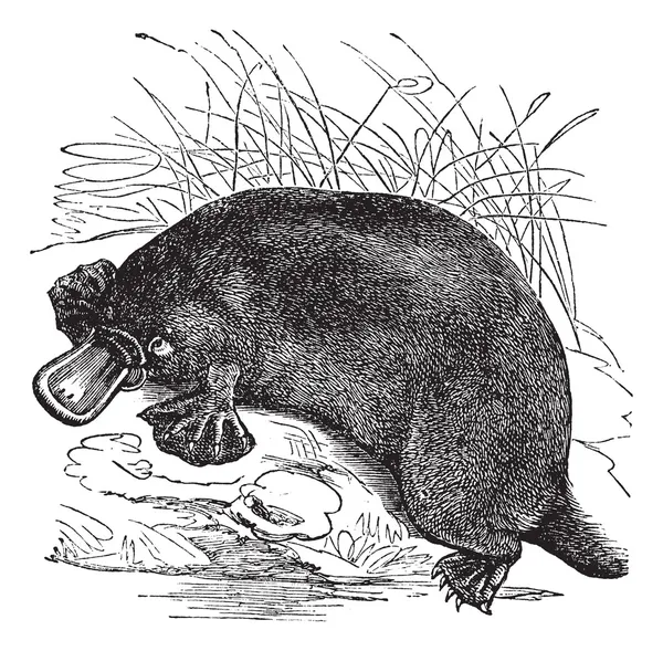 Ornithorhynchus paradoxus o Platypus, grabado vintage — Archivo Imágenes Vectoriales