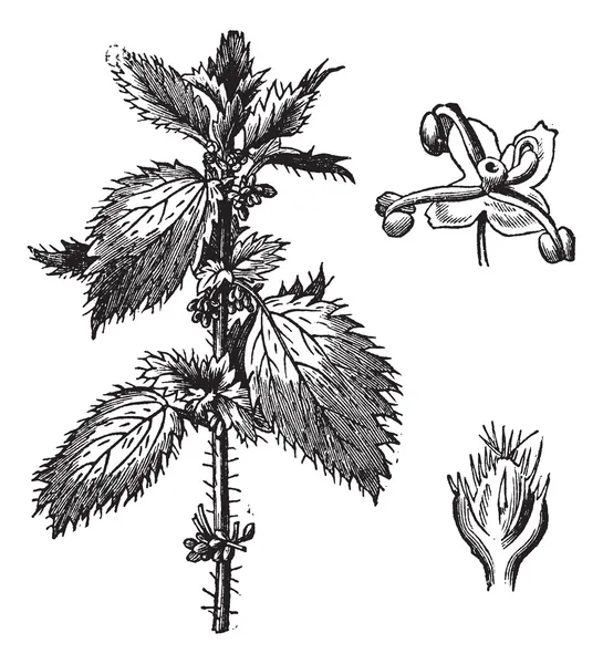 Τσουκνίδα ή urtica urens, με τα στημονώδης λουλούδια και — Διανυσματικό Αρχείο