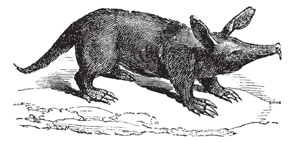 Aardvark 或 orycteropus，复古雕刻. — 图库矢量图片