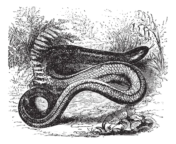 Gemeenschappelijk orvet in Europa (anguis fragilis) of langzame worm, vintage e — Stockvector