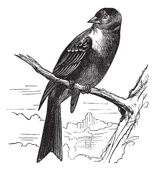 Ortolan bird, Emberiza hortulana o Ortolan Bunting, vendimia eng — Archivo Imágenes Vectoriales
