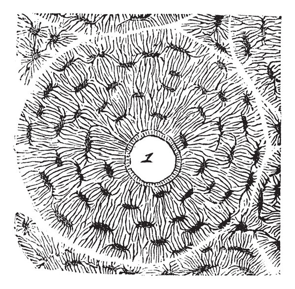 Кость, изображающая гаверсовы каналы, винтажная гравировка
