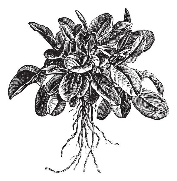Sorrel giardino o Rumex acetosa o acetosa comune. Varietà chiamata — Vettoriale Stock