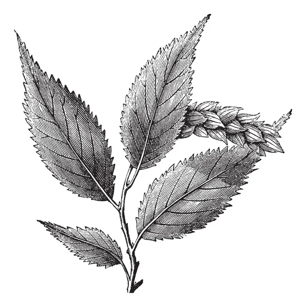 Ostrya virginica oder Hopfenbuche, alte Gravur — Stockvektor