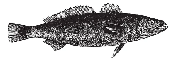 Otholithes ruber 또는 호랑이 이빨 민 어 생선, 빈티지 engravin — 스톡 벡터