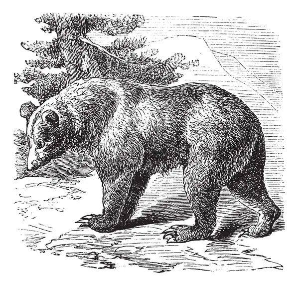 Fahéj medve (Ursus occidentalis), vintage gravírozás — Stock Vector