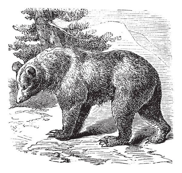 Cinnamon Bear (Ursus occidentalis), vintage engraving