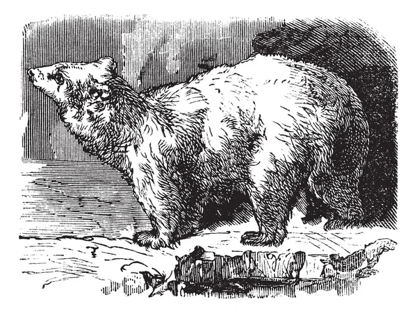 Eisbär (ursus maritimus), alte Gravur — Stockvektor
