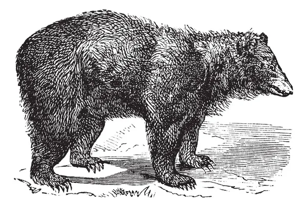 Amerikansk svartbjörn (ursus americanus), vintage gravyr — Stock vektor