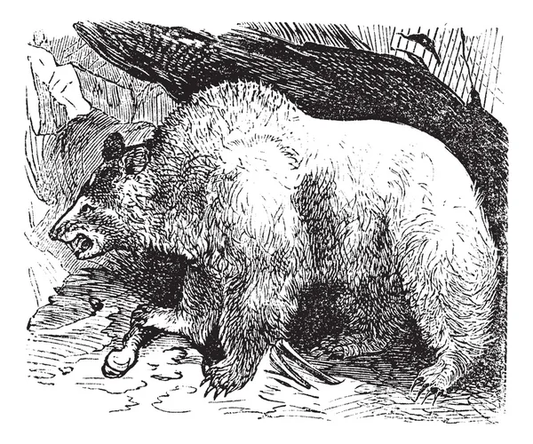 Сирия медведи (Ursus isabellinus), винтажная гравировка — стоковый вектор